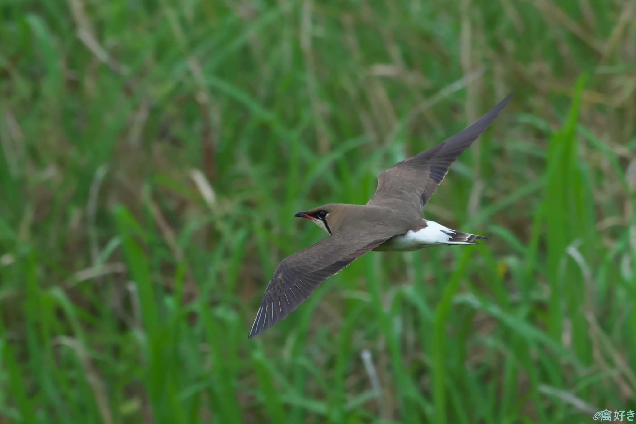 Photo of Oriental Pratincole at 鹿児島県 by 禽好き