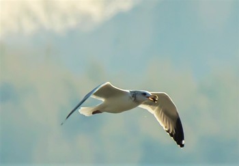 Common Gull 三河湾東幡豆 Tue, 1/8/2019