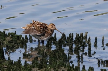 タシギ 東京港野鳥公園 2024年5月5日(日)