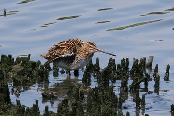 タシギ 東京港野鳥公園 2024年5月5日(日)