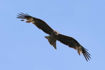 Black Kite Akashi Park Thu, 5/2/2024