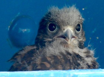 2024年5月24日(金) 木曽川の野鳥観察記録