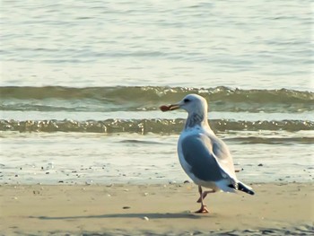 Common Gull 三河湾東幡豆 Tue, 1/8/2019