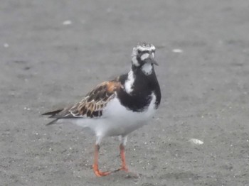 Ruddy Turnstone Sambanze Tideland Mon, 5/20/2024