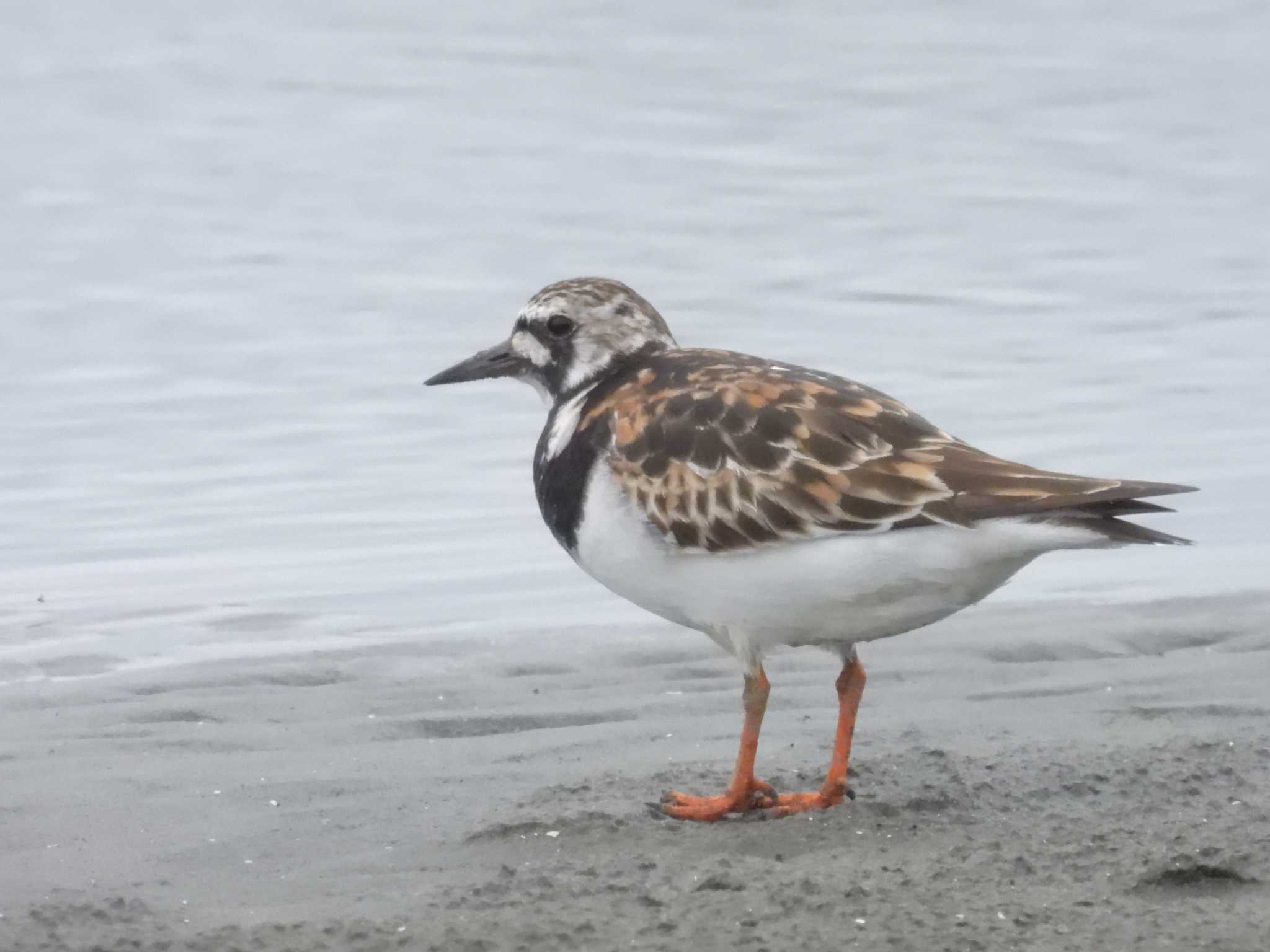 Photo of Ruddy Turnstone at Sambanze Tideland by ゆりかもめ