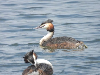 Great Crested Grebe Sambanze Tideland Mon, 5/20/2024