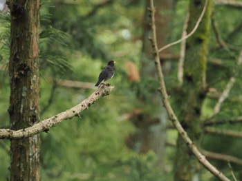 Japanese Thrush 日向渓谷 Sun, 5/26/2024