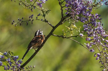 Meadow Bunting 西湖野鳥の森公園 Tue, 5/14/2024