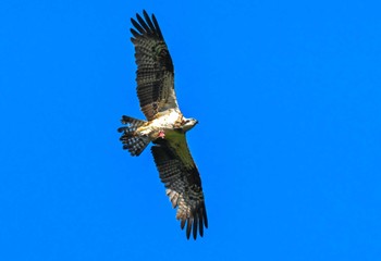 ミサゴ 平成榛原子供のもり公園 2024年5月25日(土)