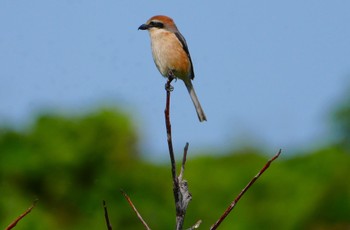 2024年5月26日(日) 淀川河川敷の野鳥観察記録