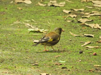 Sun, 5/26/2024 Birding report at 横浜自然観察の森