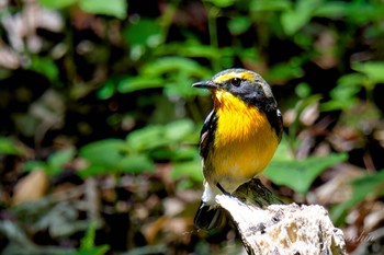 2024年5月25日(土) 大洞の水場の野鳥観察記録