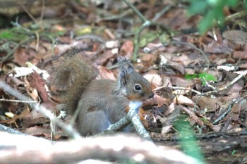 未同定 西湖野鳥の森公園 2024年5月25日(土)