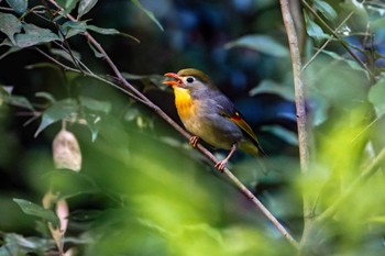 Red-billed Leiothrix 立田山 Sun, 5/26/2024