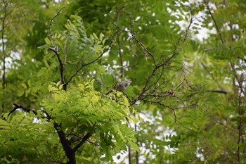 ウグイス 長良川ふれあいの森 2024年5月26日(日)