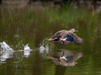 Eastern Spot-billed Duck つくば市 Sat, 5/25/2024