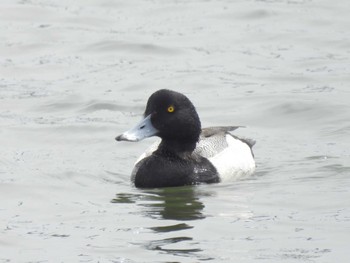 Greater Scaup Sambanze Tideland Mon, 5/20/2024