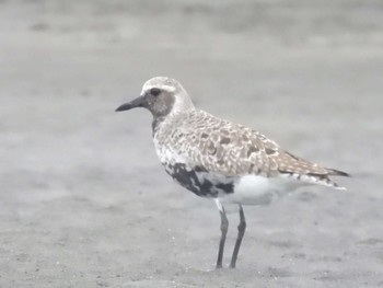 Grey Plover Sambanze Tideland Mon, 5/20/2024