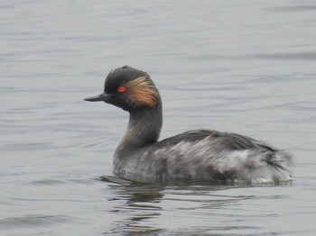 Black-necked Grebe Sambanze Tideland Mon, 5/20/2024