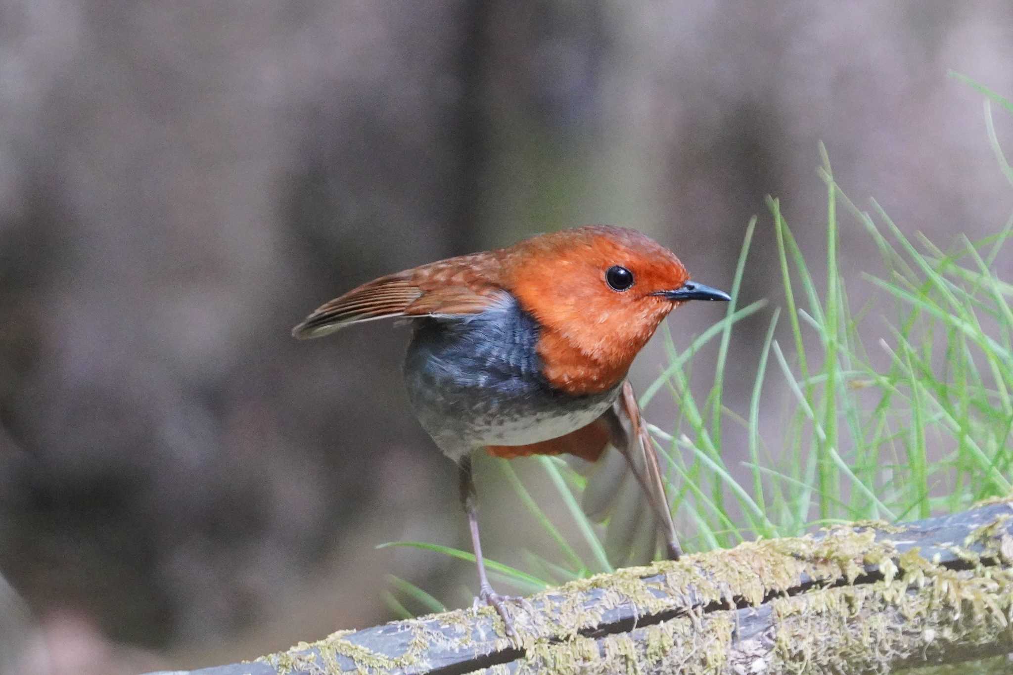 Japanese Robin