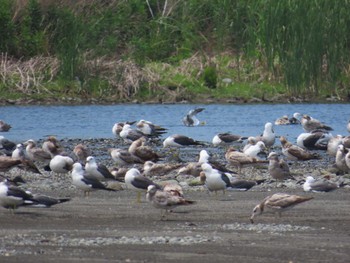 ウミネコ 酒匂川河口 2024年5月24日(金)