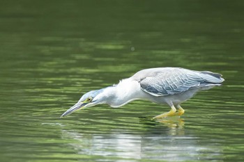 ササゴイ 八景水谷公園 2024年5月25日(土)