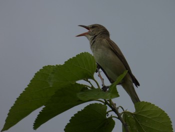 2024年5月26日(日) 渡良瀬遊水地の野鳥観察記録