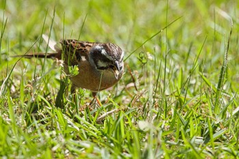 Meadow Bunting 奈良県馬見丘陵公園 Sun, 5/5/2024