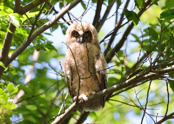 Long-eared Owl Watarase Yusuichi (Wetland) Sun, 5/5/2024