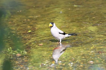 2024年5月3日(金) 京都御苑の野鳥観察記録