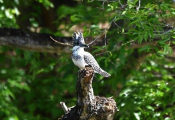 2024年5月4日(土) 平成榛原子供のもり公園の野鳥観察記録