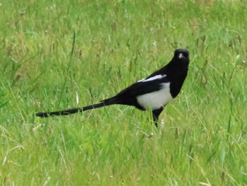 Eurasian Magpie 勇払 Sun, 5/26/2024