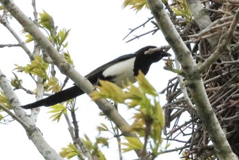 Eurasian Magpie 勇払 Sun, 5/26/2024