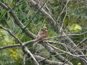 2024年5月26日(日) 多摩地方の野鳥観察記録