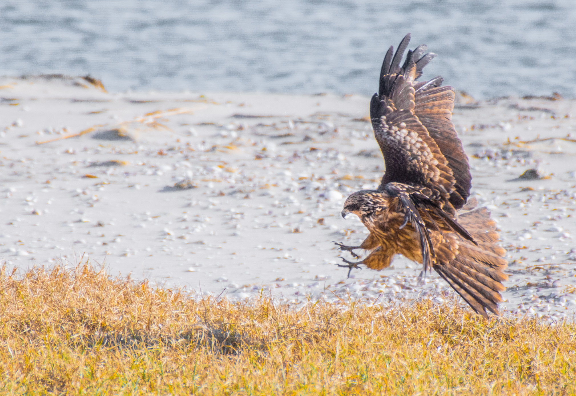 Form when flying the kite by ＃tadataka