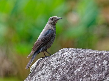 Blue Rock Thrush 横浜市立金沢自然公園 Sun, 5/26/2024