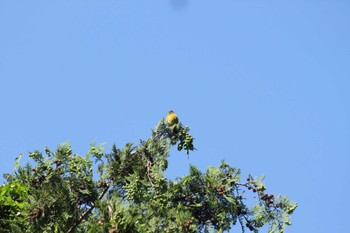 2024年5月10日(金) 山梨県南部の野鳥観察記録