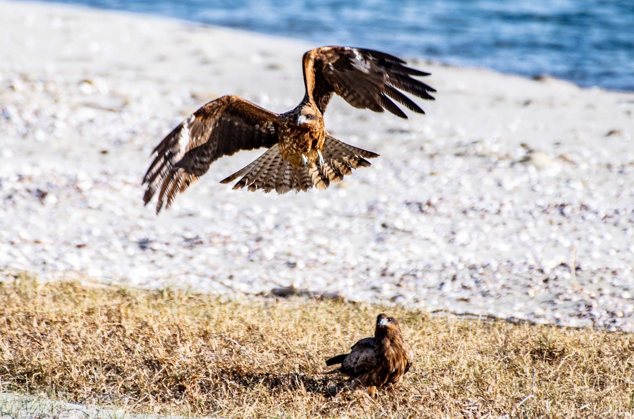 Form when flying the kite by ＃tadataka