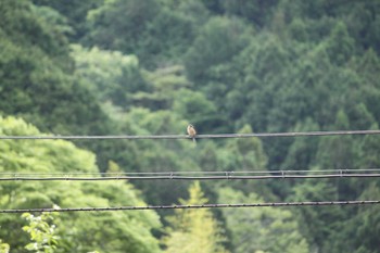 2024年5月12日(日) 山梨県南部の野鳥観察記録