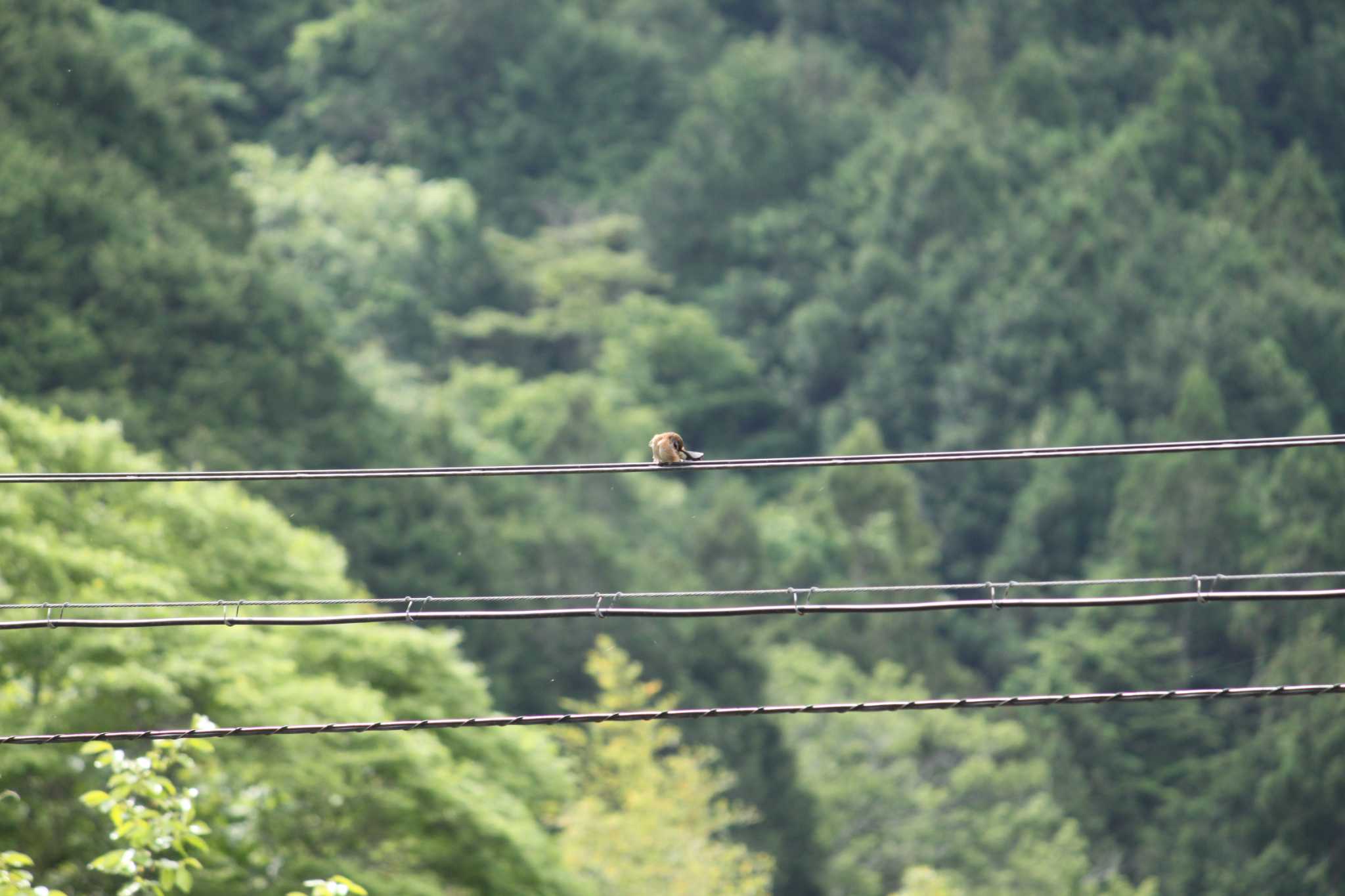 山梨県南部 ホオジロの写真 by Kazu N