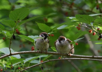 Sun, 5/26/2024 Birding report at Shinjuku Gyoen National Garden