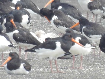 Eurasian Oystercatcher Sambanze Tideland Mon, 5/20/2024