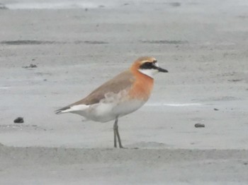 Siberian Sand Plover Sambanze Tideland Mon, 5/20/2024