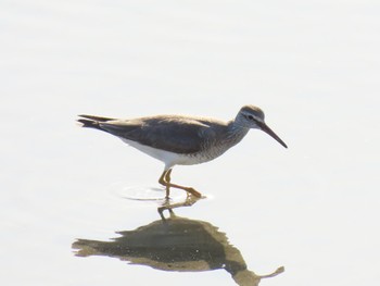 Sat, 5/25/2024 Birding report at 甲子園浜(兵庫県西宮市)