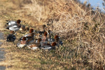 Sun, 1/6/2019 Birding report at 涸沼