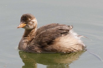 Little Grebe 京都府 Sun, 5/26/2024