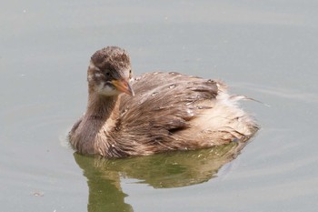 Little Grebe 京都府 Sun, 5/26/2024