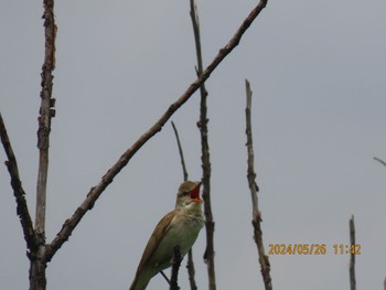 Sun, 5/26/2024 Birding report at Watarase Yusuichi (Wetland)