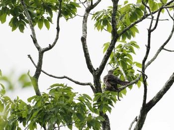 Lesser Cuckoo 丸火自然公園 Sun, 5/26/2024