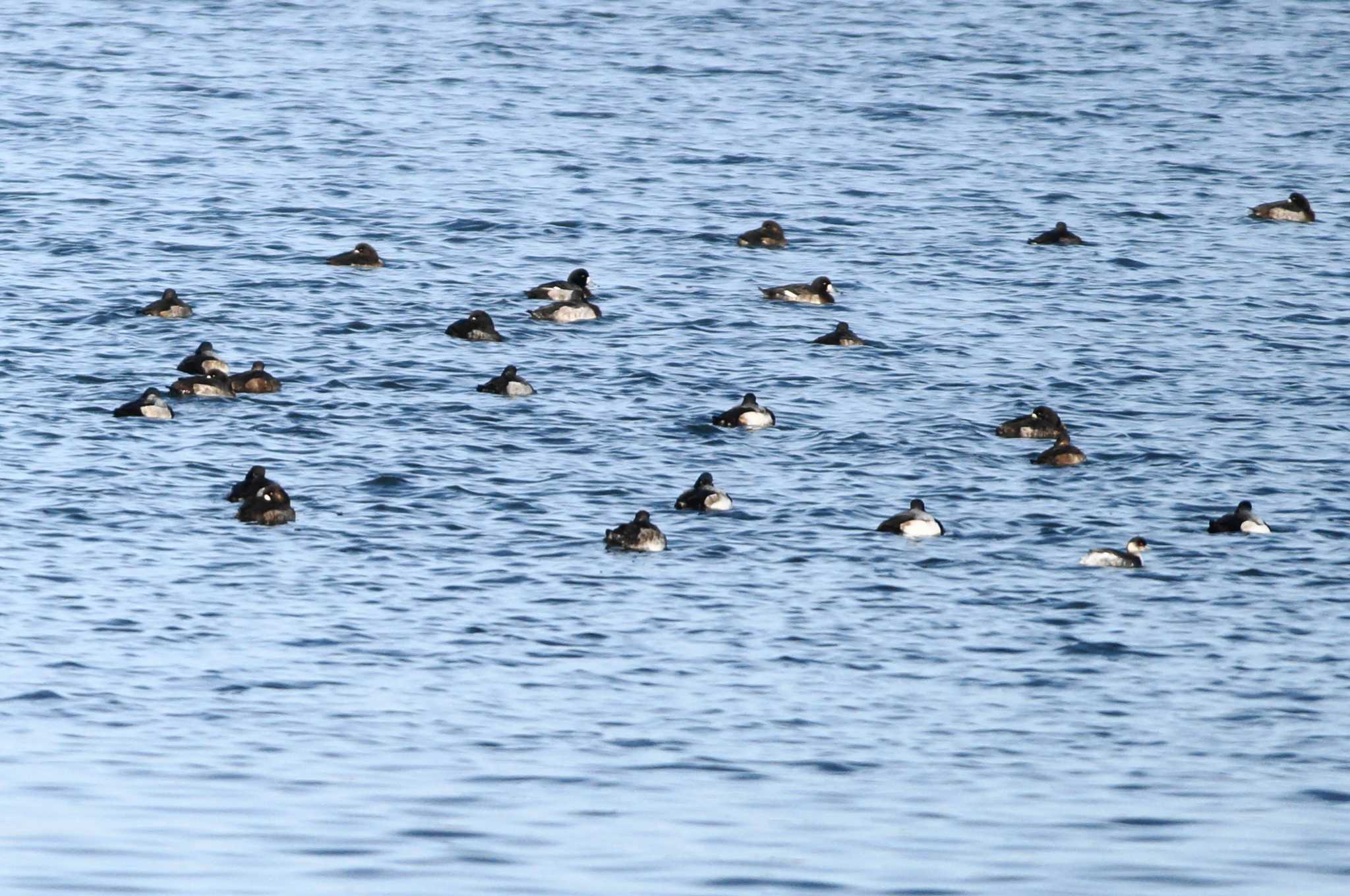 Tufted Duck